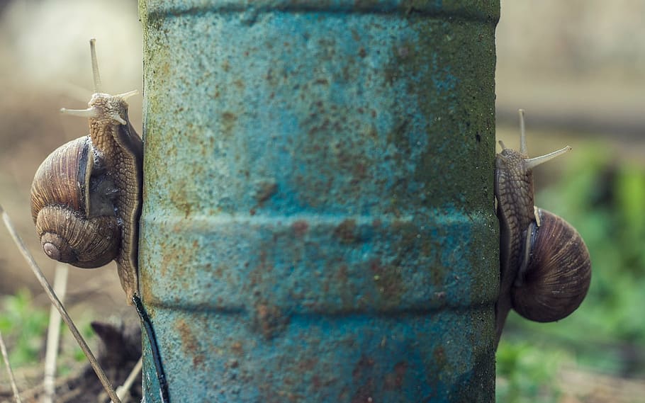 snails, the pump, animals, close-up, metal, day, focus on foreground HD wallpaper