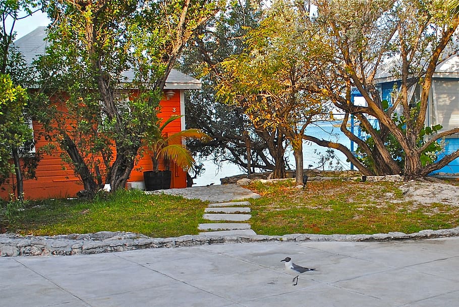 gray bird walking on road, staniel cay yacht club, exumas, bahamas, HD wallpaper