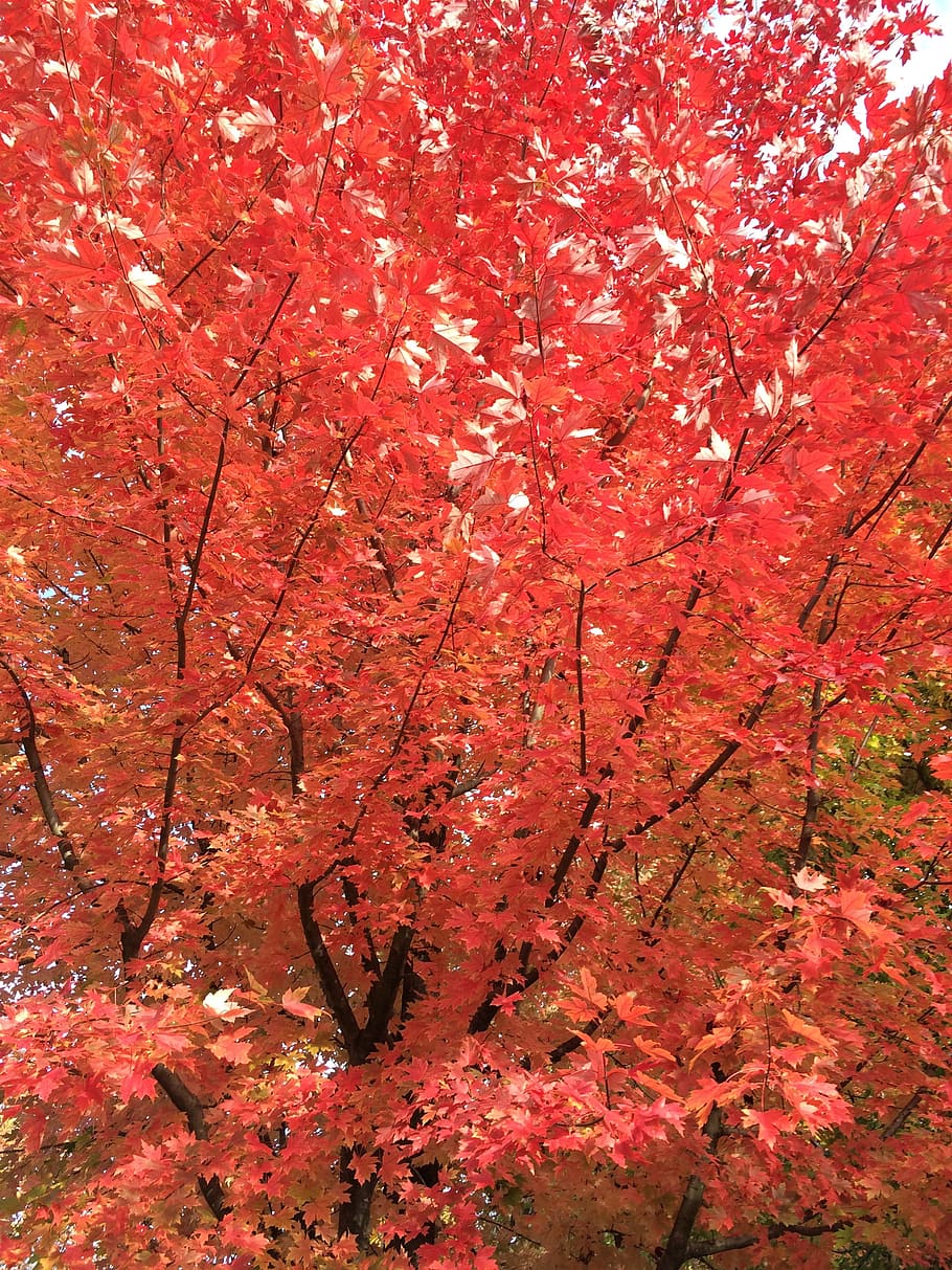 Maple, Red Leaf, Leaf, Fall, Autumn, change, tree, maple tree HD wallpaper