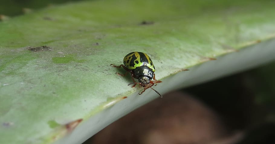 macro, ladybug, beetle, insects, quindio, animal themes, invertebrate HD wallpaper
