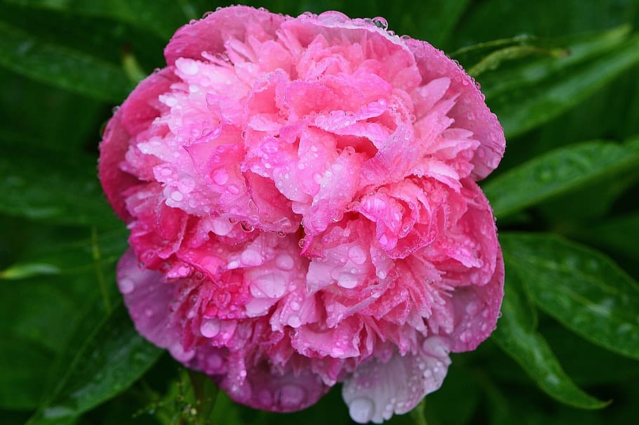 peony, rain, drip, raindrop, nature, macro, beaded, drop of water HD wallpaper