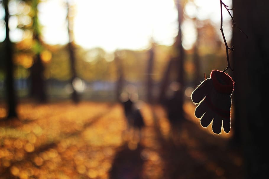tilt shift lens photography of glove hanging on tree branch, selective focus of hanging glove HD wallpaper