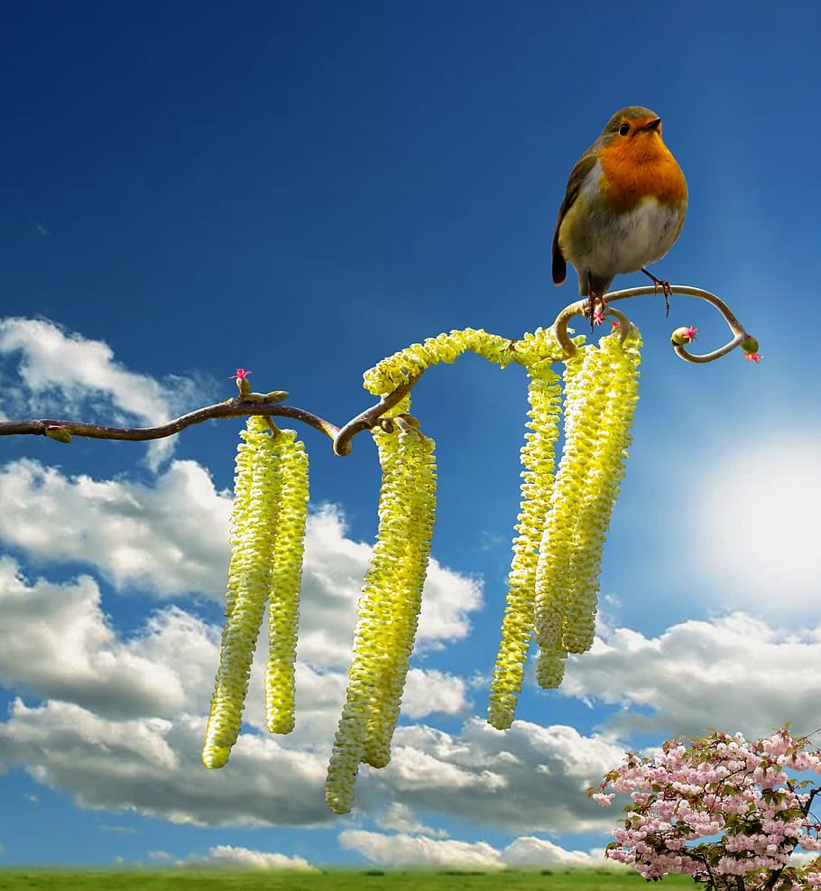 white and brown bird on yellow flowering tree under white clouds blue skies daytime HD wallpaper