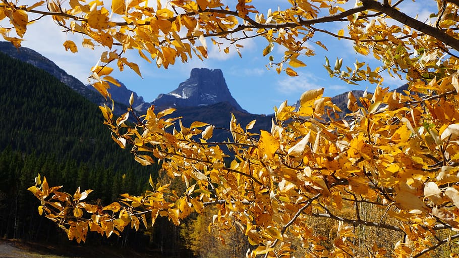 fall, leaf, tree, season, nature, autumn, plant, beauty in nature HD wallpaper