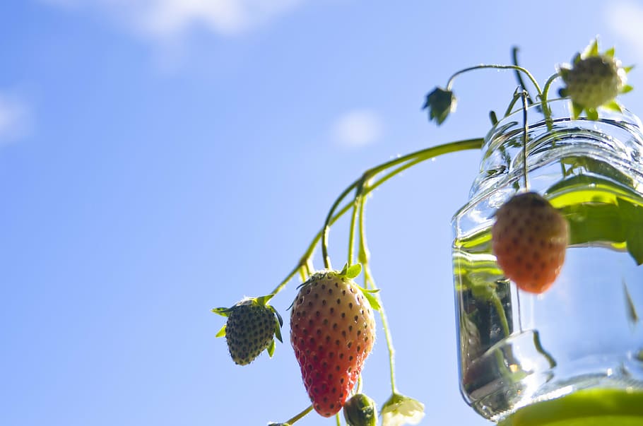 strawberry, sky, fruit, food and drink, healthy eating, freshness HD wallpaper