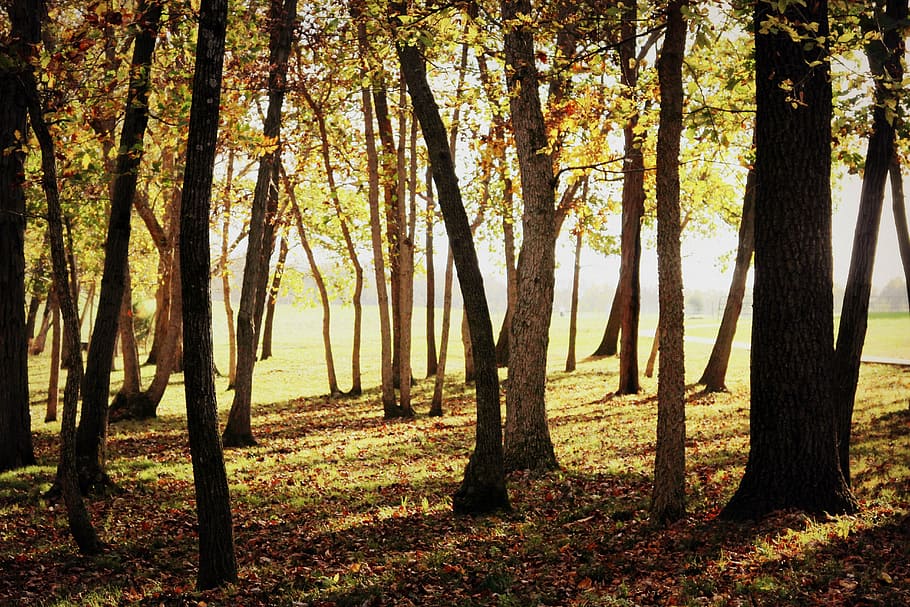 woods at daylight, forest, fall, autumn, nature, landscape HD wallpaper