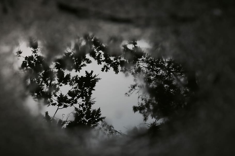 selective focus photography of trees, untitled, woodland, forest HD wallpaper