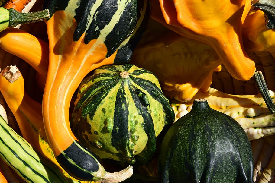 pumpkin, gourd, autumn, orange, decoration, thanksgiving, harvest HD wallpaper