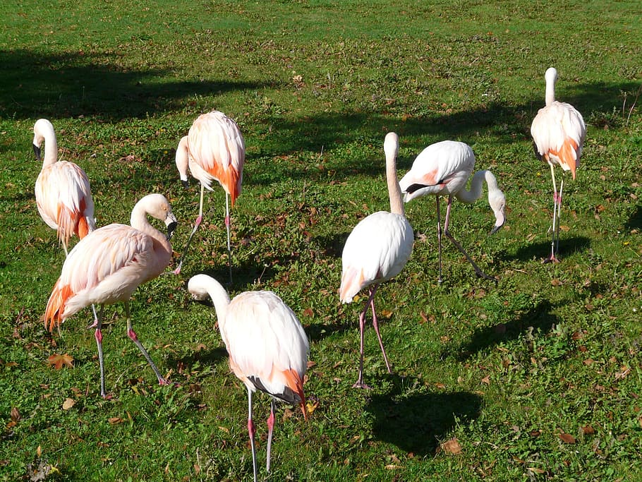 Flamingos, White, Pink, phoenicopteriform, phoenicopteridae HD wallpaper