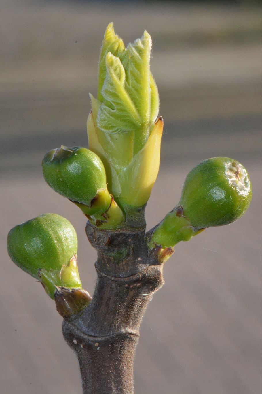 Figs, Plant, Nature, Macro, Spring, food and drink, green color HD wallpaper