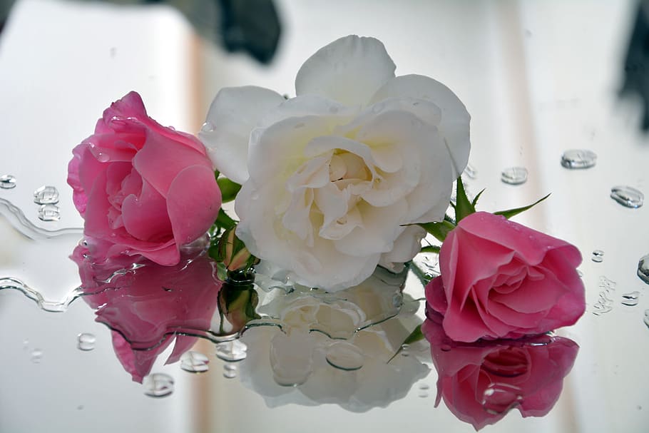 Icebergs, Roses, Spring, Pedals, pink and white, rose - Flower HD wallpaper