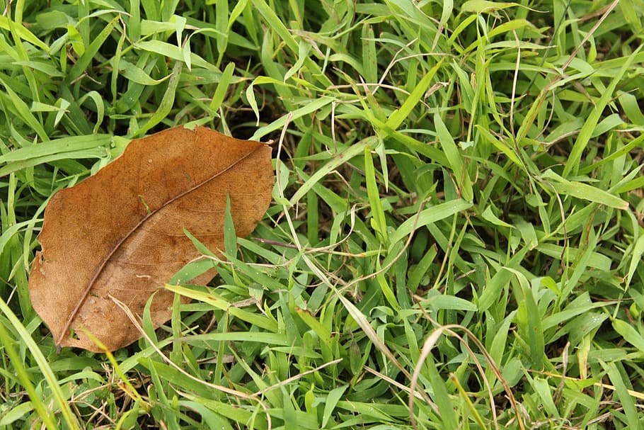 one dry leaf, brown leaf, grass, green grass, long leaves, plant part HD wallpaper