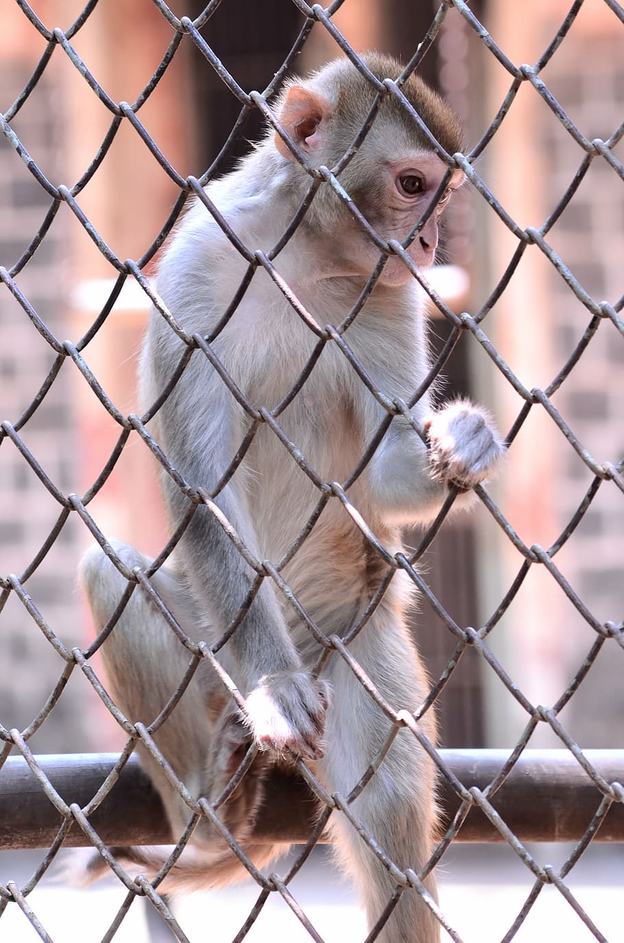 monkey, climb, cage, encaged, animal, zoo, primate, captured HD wallpaper