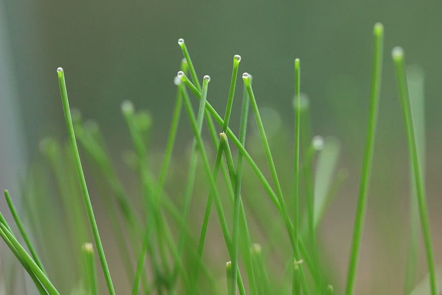 Fresh chives 1080P, 2K, 4K, 5K HD wallpapers free download | Wallpaper