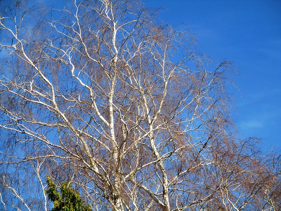 trees, birch, nature, sky, beautiful, atmosphere, ambience HD wallpaper