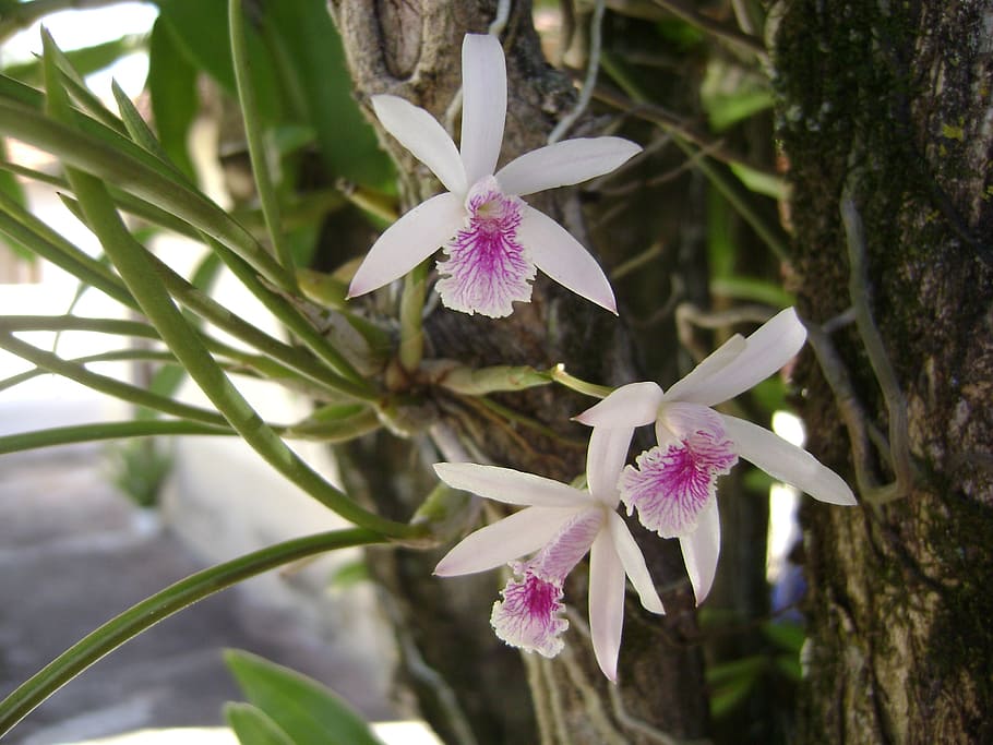 flower, orquideas, epidendrum, nature, petal, plant, flower Head HD wallpaper