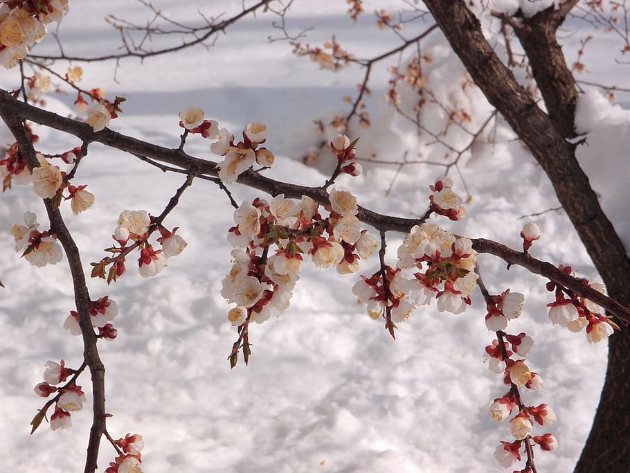 tree, apricot, element, snow, weather, spring, flowers, flowers apricot HD wallpaper