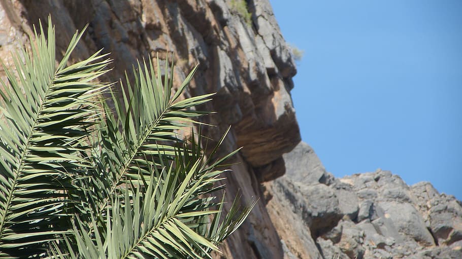 palm, mountain, slope, oman, plant, nature, growth, no people HD wallpaper
