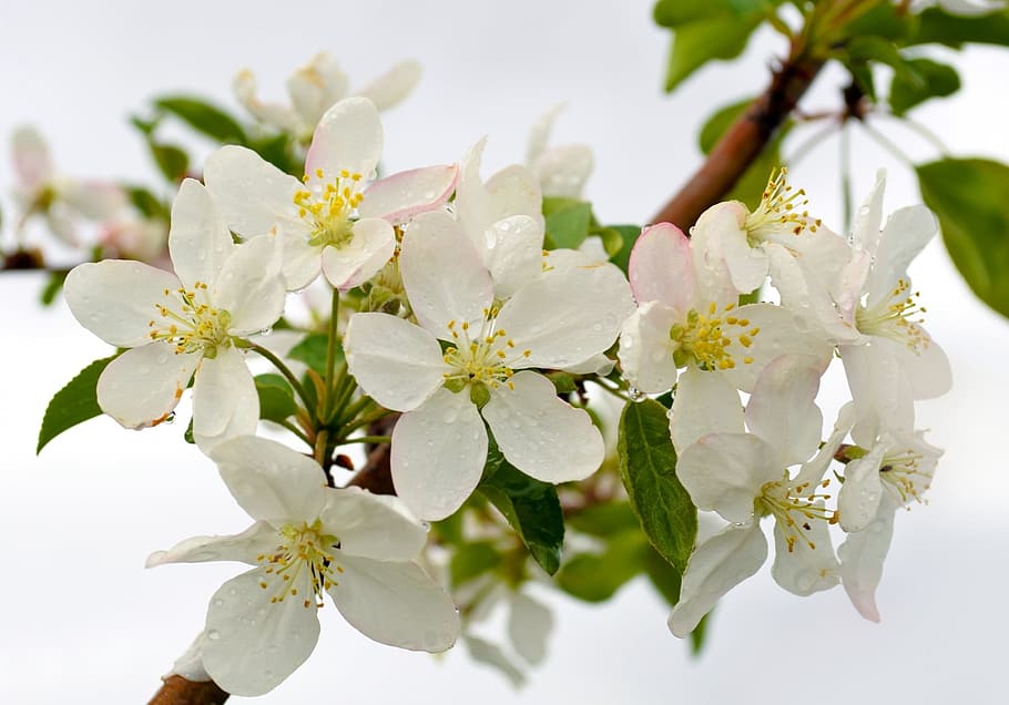 white cherry blossom flowers, background, drops, joy, celebration HD wallpaper