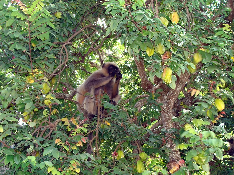 monkey, hanuman, langur, semnopithecus, wildlife, primate, gray