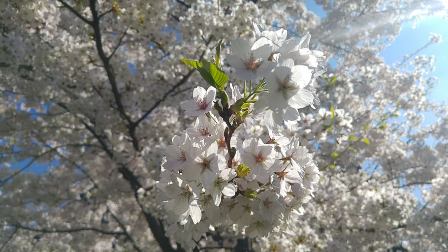 spring, flowers, nature, bloom, flowering plant, fragility HD wallpaper