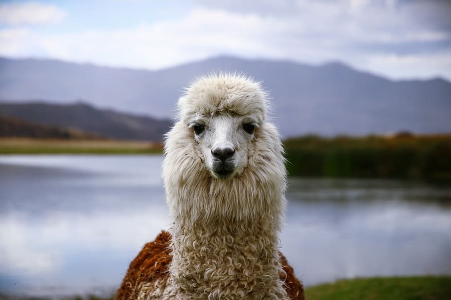 selective focus photography of white animal, llama staring at the camera HD wallpaper