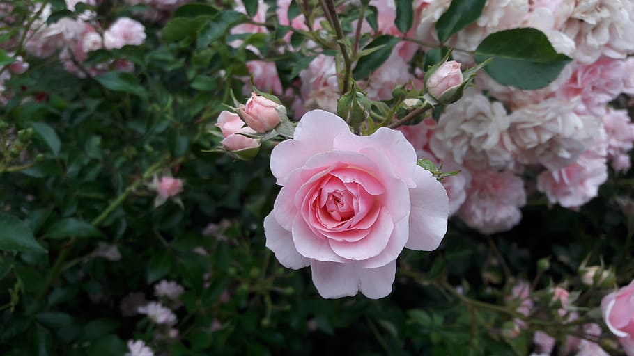 shallow focus photography of pink flower, rose, white rose, red rose
