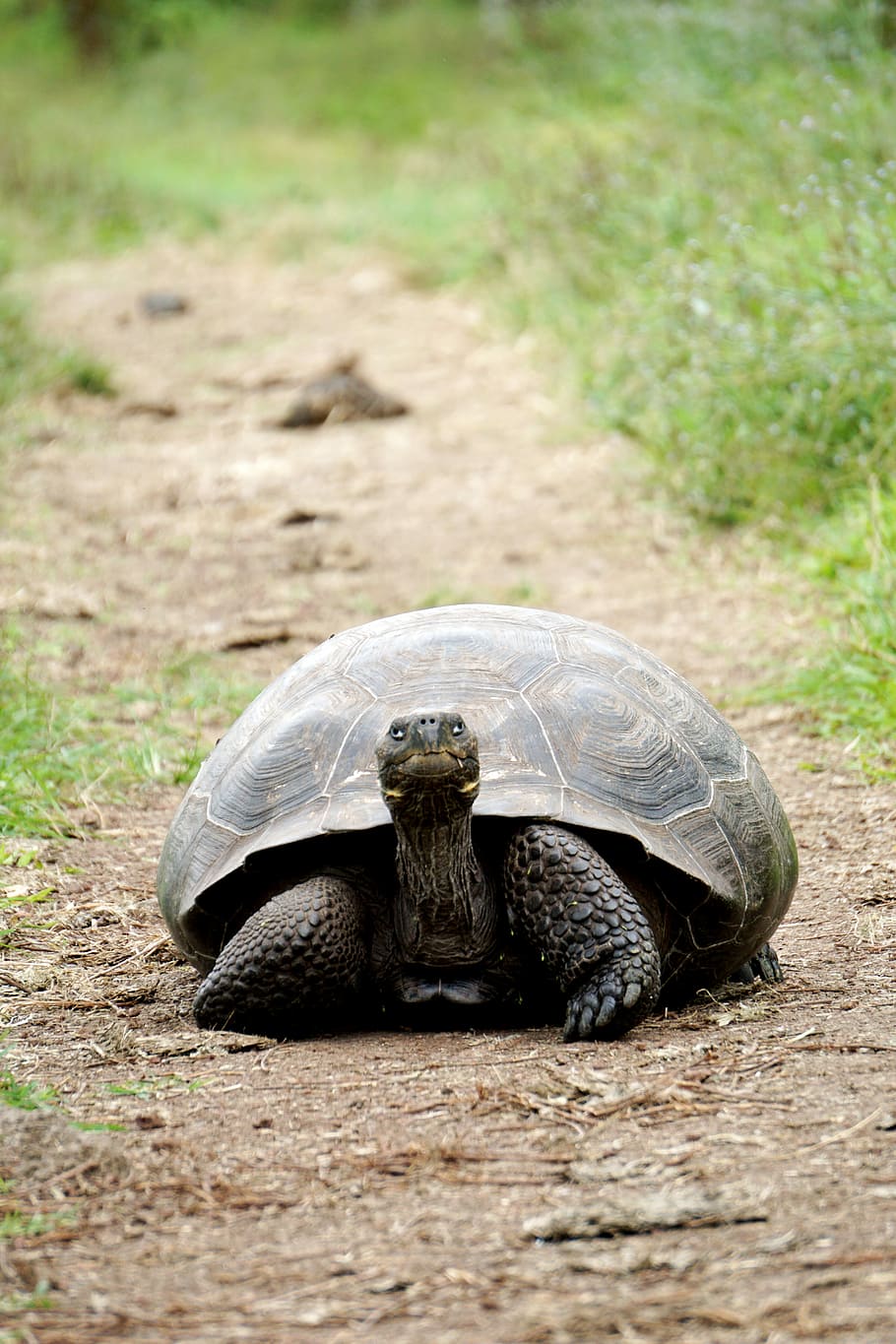 brown turtle between grasses, photo of brown tortoise crawling on brown soil HD wallpaper