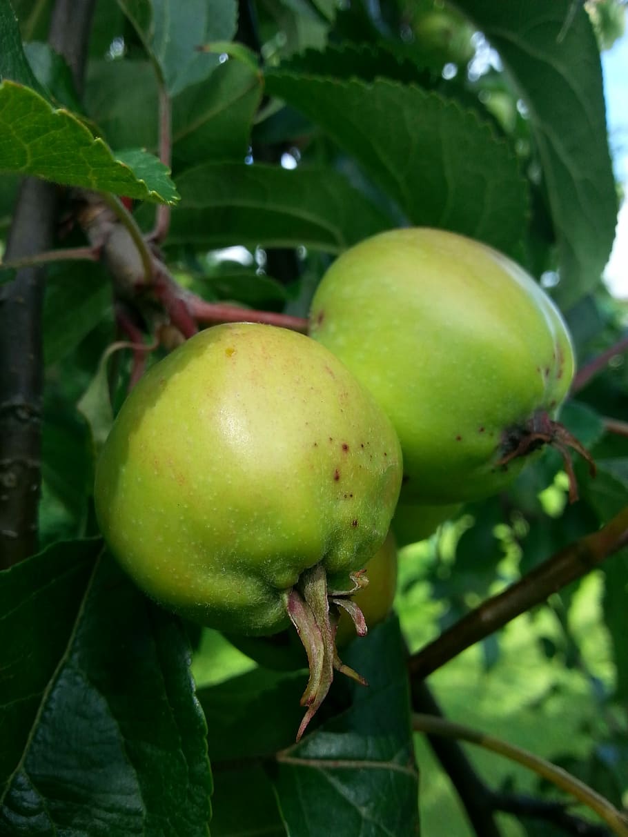 Apple, Tree, Summer, Fruit, two, apples, nature, green, finnish HD wallpaper