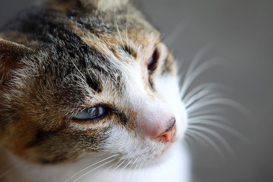 cat, single, cute, fun, cute cat, one animal, animal themes HD wallpaper