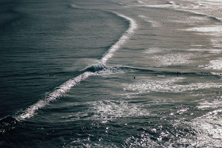 photo of body of water, gray, sea, waves, nature, no People, one animal HD wallpaper