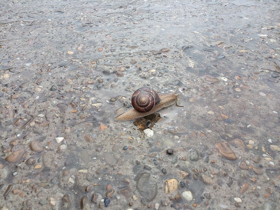 snail, water, road, animal, animal wildlife, animal themes HD wallpaper