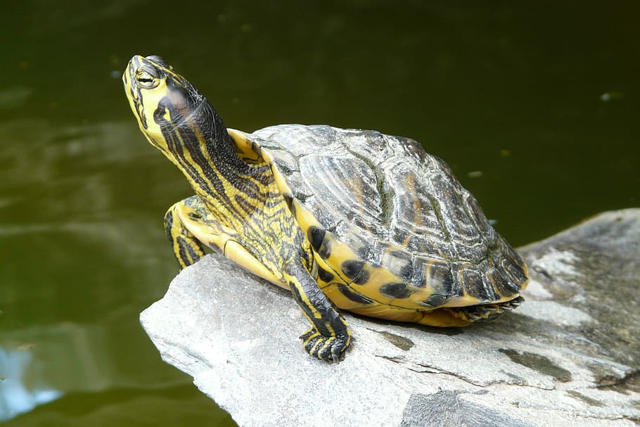 Water Turtle, Long, Jibe, Panzer, long jibe, tortoise shell HD wallpaper