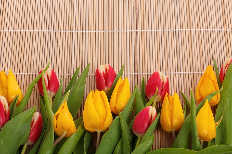 yellow and red Tulip flowers, background, bloom, border, colorful HD wallpaper