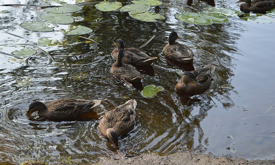 nature, birds, duck, water, animals in the wild, group of animals HD wallpaper