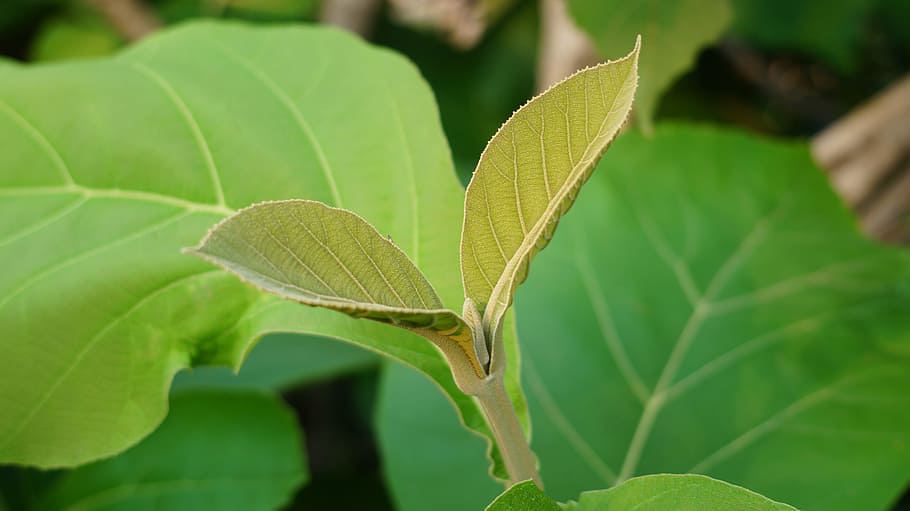 Green, Leaf, Nature, green leaf, green leaves, environment HD wallpaper