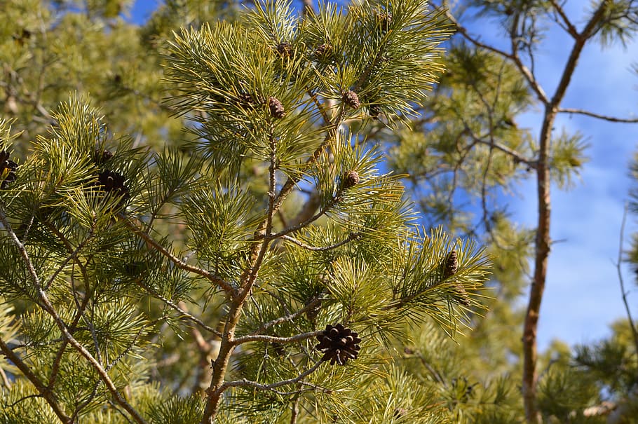 Pine, Fir, Tree, Needles, Nature, green, coniferous, environment HD wallpaper