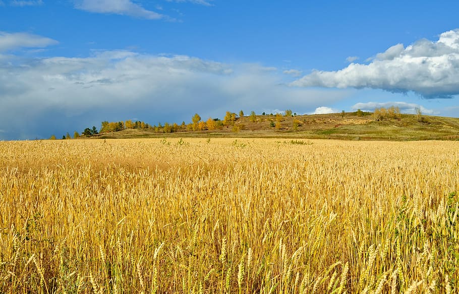 brown mountain under blue sky, corn, field, rural, autumn, ears and bread HD wallpaper