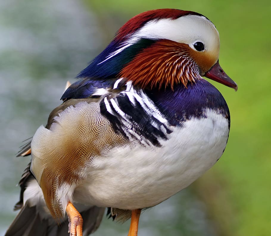 Mandarin, Bird, Duck, Colored, Dashing, hybrid, water bird HD wallpaper