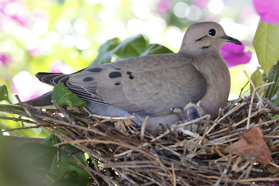 gray and brown pigeon perched on nest at daytime, birdie, dove HD wallpaper