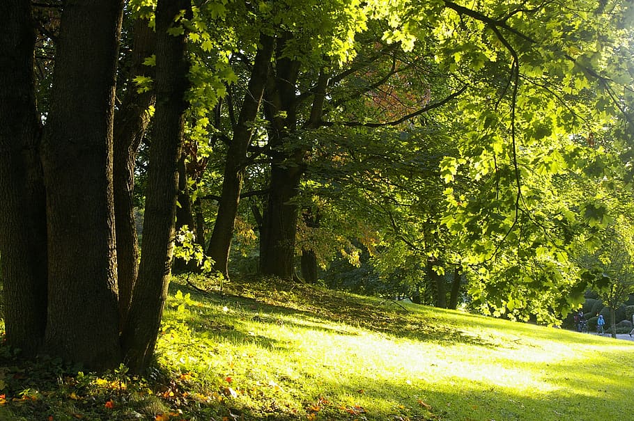 summer, forest, meadow, sun, yellow, green, light, warm, tree HD wallpaper