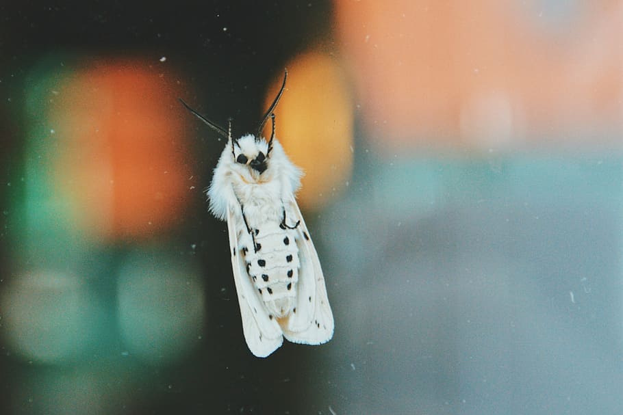 macro photography of white moth, white moth selective focus photography HD wallpaper