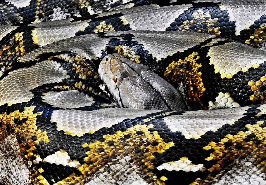 python resting its head on body, gray, black, and yellow python