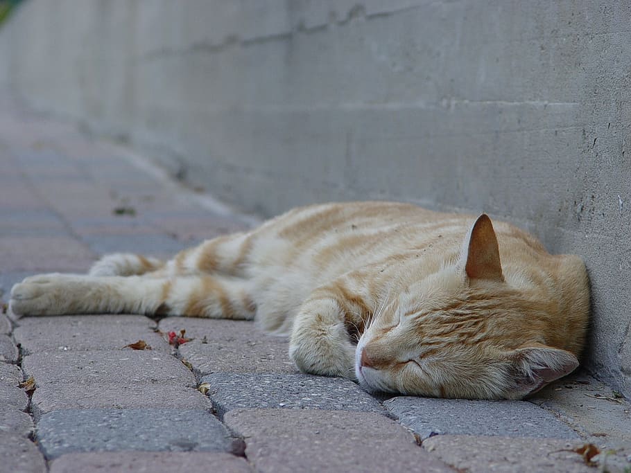 Orange, Cat, Sleep, Sidewalk, animal themes, relaxation, sleeping HD wallpaper