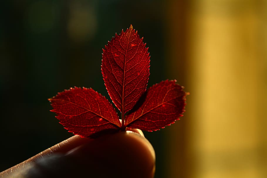 texture, nature, leaves, orange, autumn, leaf, close-up, plant HD wallpaper