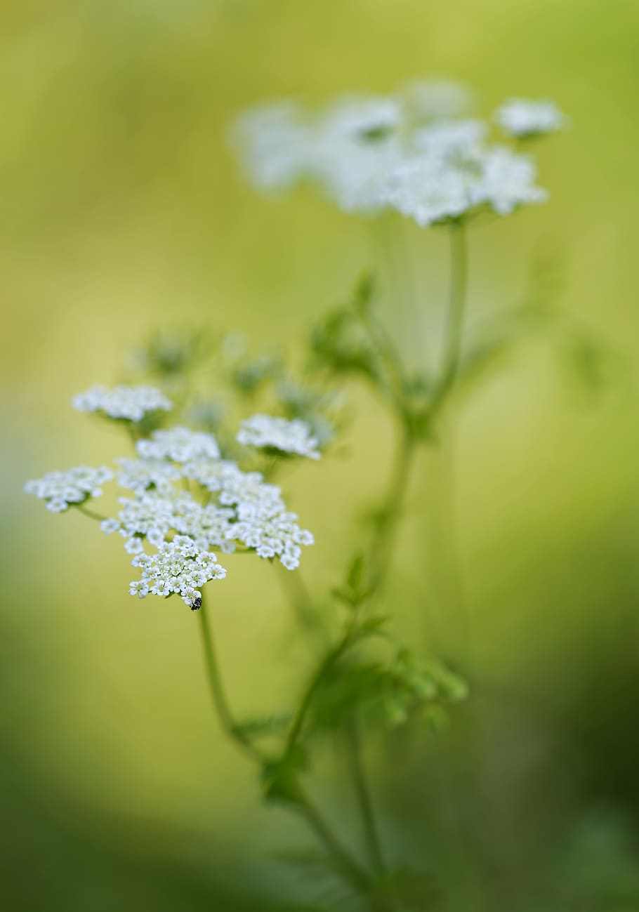 photography of white and green flower, doldengewaechs, light HD wallpaper