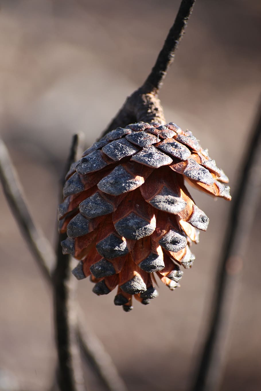pinecone, forest, nature, close-up, focus on foreground, plant HD wallpaper