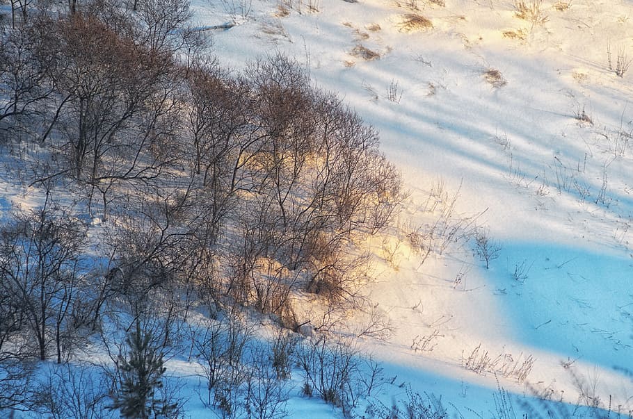 snow, shadow, evening, winter, trees, forest, winter landscape HD wallpaper