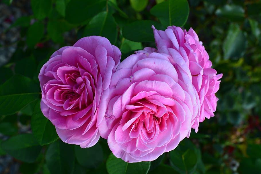 rose, fragrant, pink, flowering plant, freshness, petal, vulnerability HD wallpaper