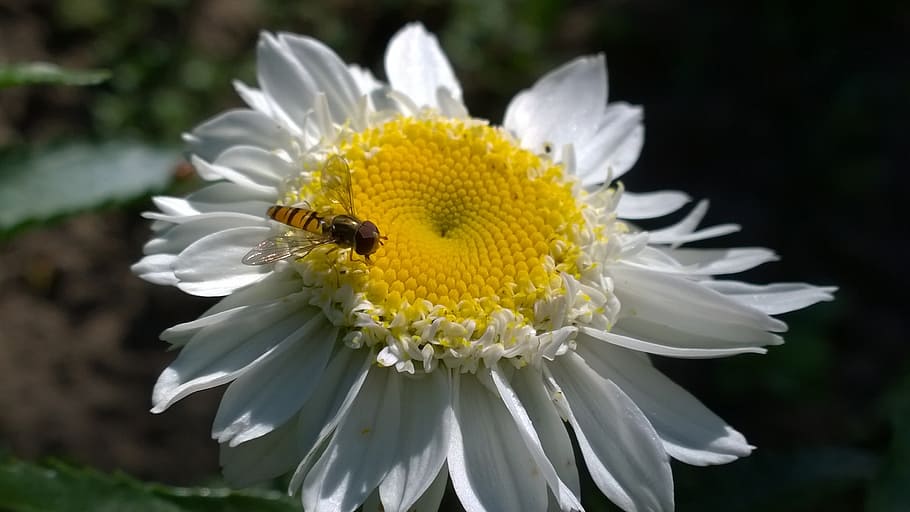 daisy, summer, insect, nature, flower, bee, yellow, petal, plant HD wallpaper